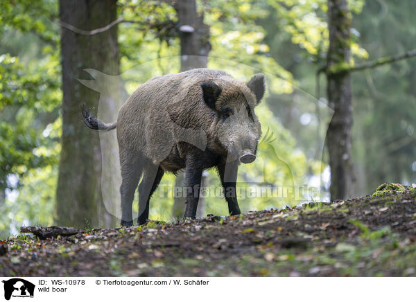 wild boar / WS-10978