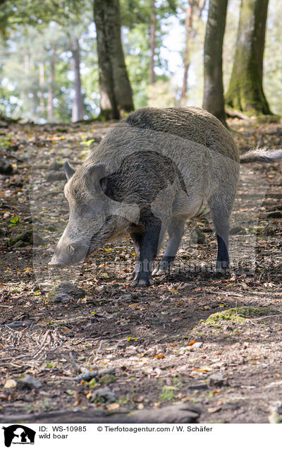 wild boar / WS-10985