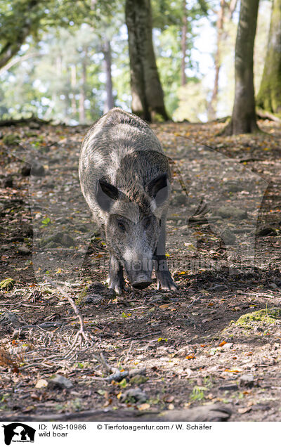 wild boar / WS-10986