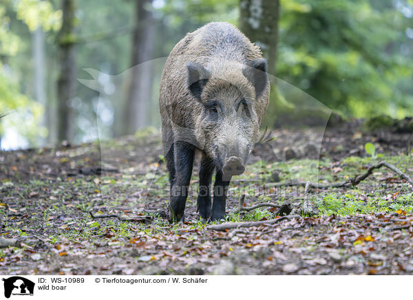 Wildschwein / wild boar / WS-10989