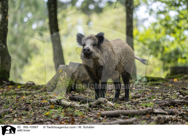 Wildschwein / wild boar / WS-10997