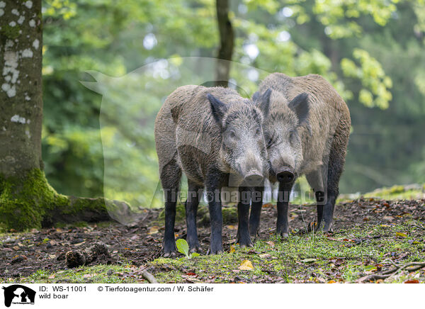 Wildschwein / wild boar / WS-11001