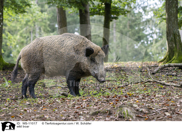 Wildschwein / wild boar / WS-11017