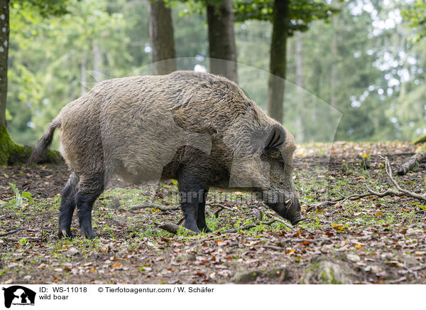 wild boar / WS-11018