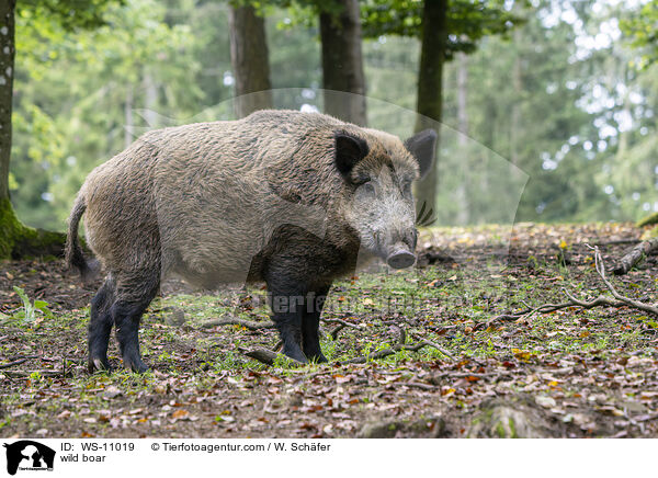 Wildschwein / wild boar / WS-11019