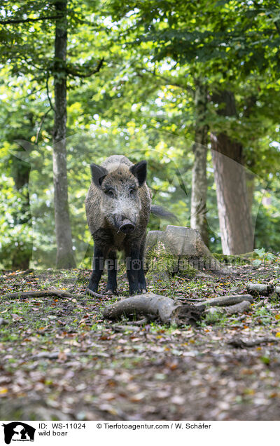 wild boar / WS-11024