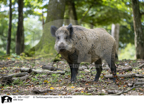 Wildschwein / wild boar / WS-11027