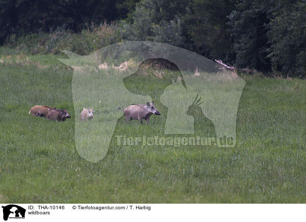 Wildschweine / wildboars / THA-10146
