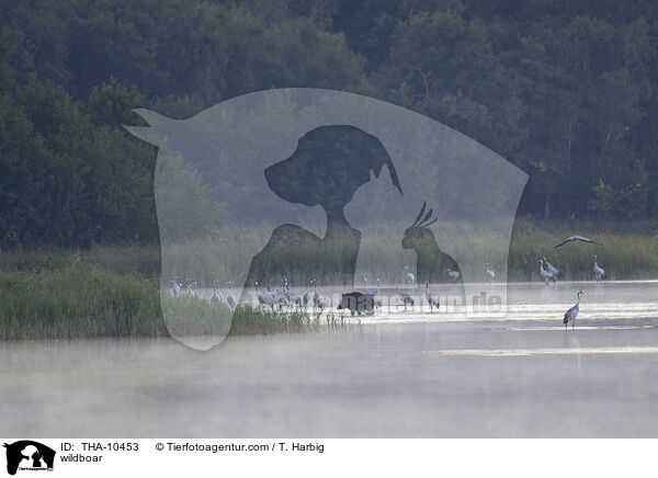 wildboar / THA-10453