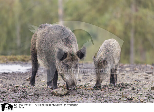 Wildschwein / wild boar / PW-19481