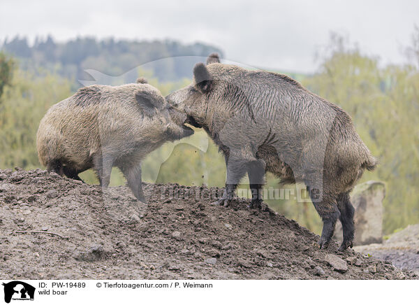 Wildschwein / wild boar / PW-19489