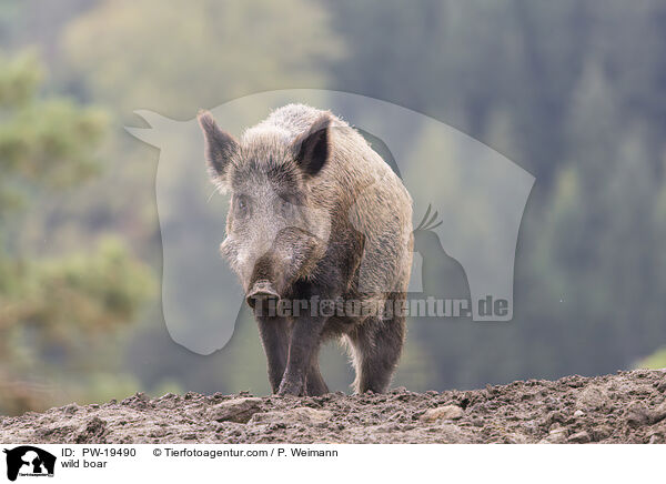 Wildschwein / wild boar / PW-19490
