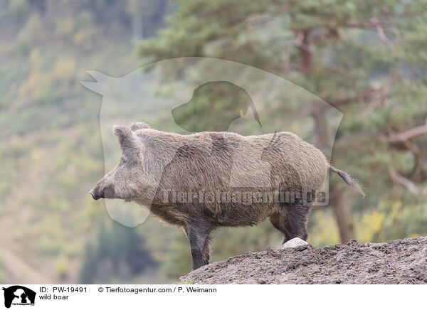 Wildschwein / wild boar / PW-19491