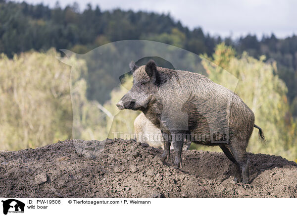 Wildschwein / wild boar / PW-19506