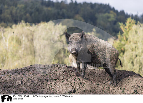 Wildschwein / wild boar / PW-19507