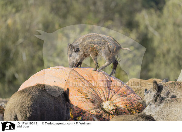 Wildschwein / wild boar / PW-19513