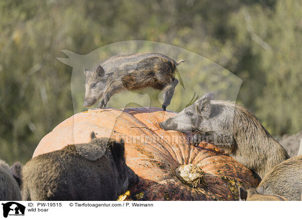 Wildschwein / wild boar / PW-19515