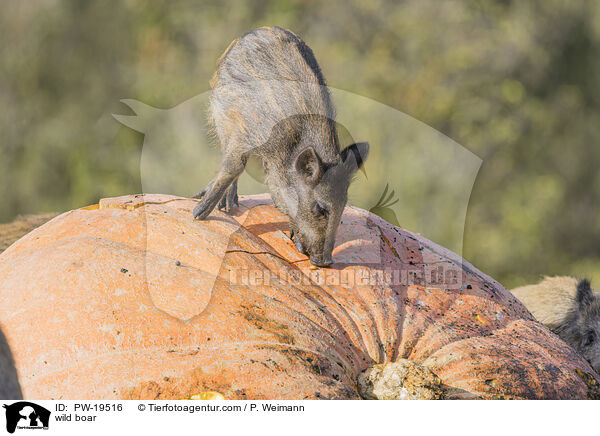 Wildschwein / wild boar / PW-19516