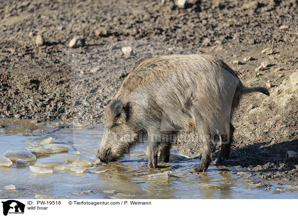 Wildschwein / wild boar / PW-19518