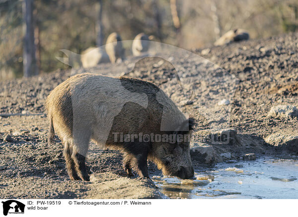 Wildschwein / wild boar / PW-19519