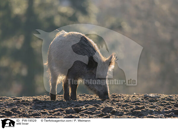 Wildschwein / wild boar / PW-19529