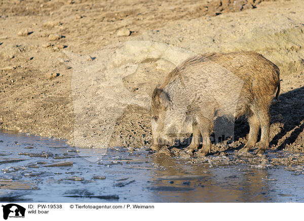 Wildschwein / wild boar / PW-19538