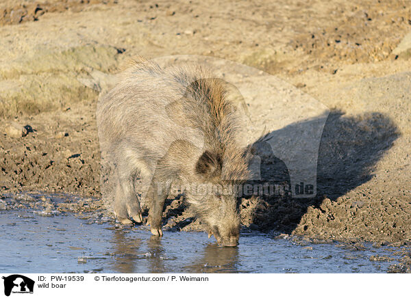 Wildschwein / wild boar / PW-19539