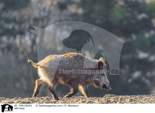 wild boar / PW-19543