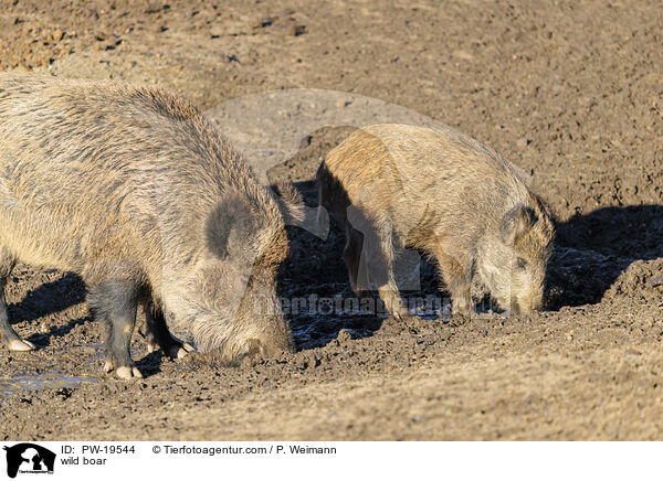Wildschwein / wild boar / PW-19544
