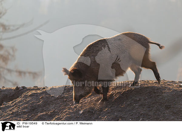 wild boar / PW-19549