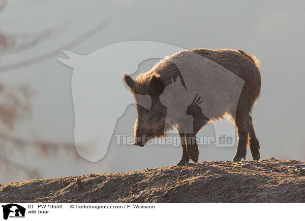 wild boar / PW-19550