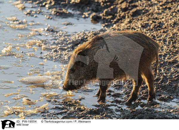 Wildschwein / wild boar / PW-19554