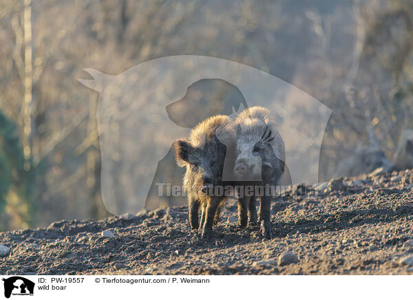 Wildschwein / wild boar / PW-19557