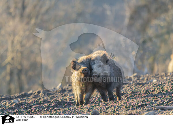 Wildschwein / wild boar / PW-19559