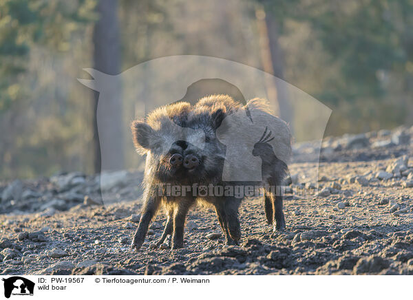 Wildschwein / wild boar / PW-19567