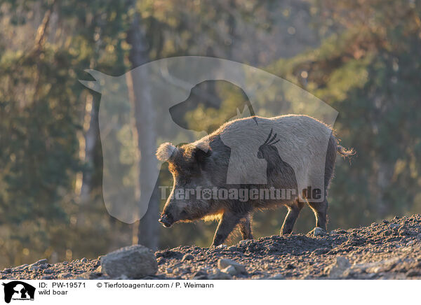 Wildschwein / wild boar / PW-19571
