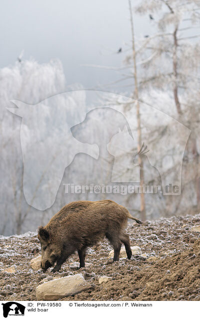 Wildschwein / wild boar / PW-19580
