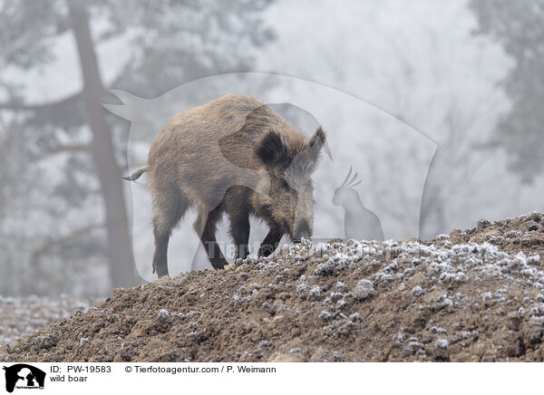 Wildschwein / wild boar / PW-19583