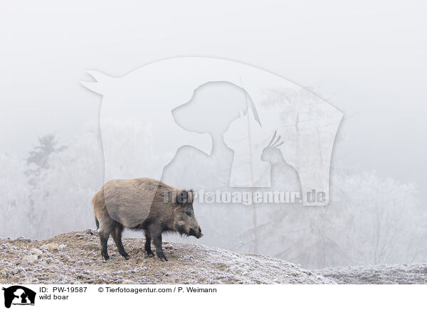 Wildschwein / wild boar / PW-19587