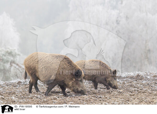 Wildschwein / wild boar / PW-19595
