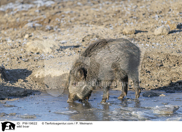 Wildschwein / wild boar / PW-19622