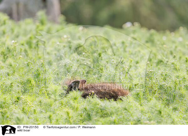 Wildschwein / wild boar / PW-20150