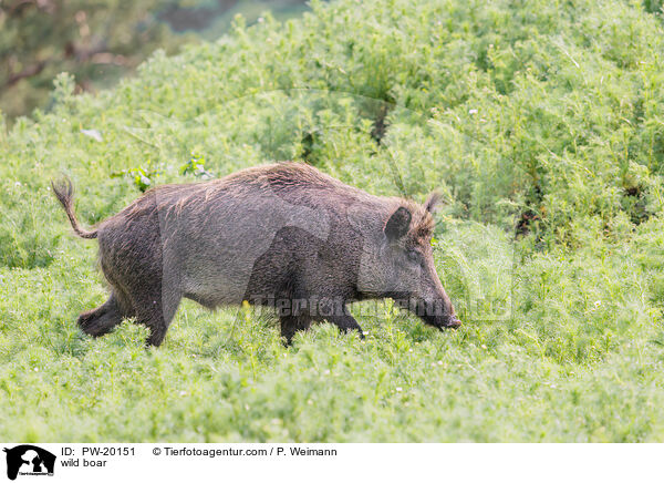Wildschwein / wild boar / PW-20151