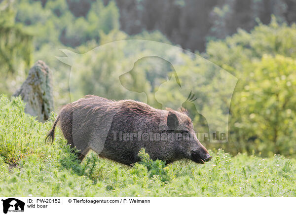 Wildschwein / wild boar / PW-20152