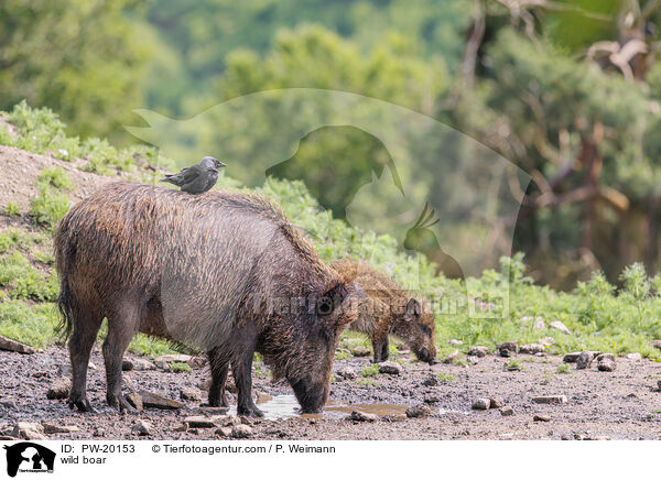 wild boar / PW-20153