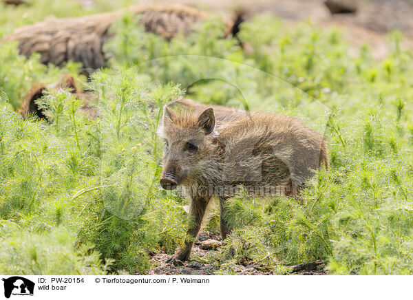 Wildschwein / wild boar / PW-20154