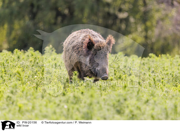 Wildschwein / wild boar / PW-20156