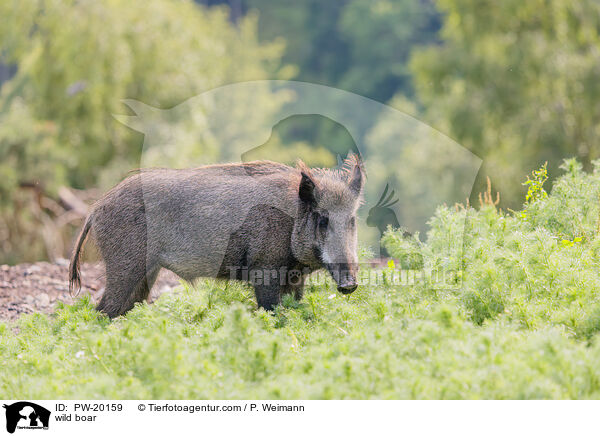 Wildschwein / wild boar / PW-20159