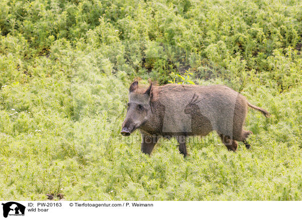 Wildschwein / wild boar / PW-20163
