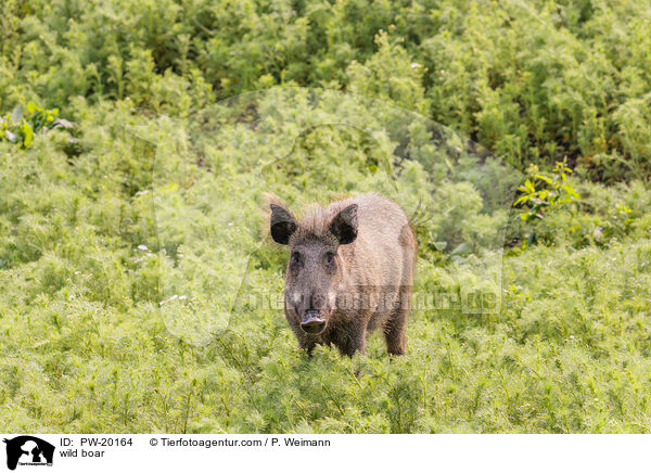 Wildschwein / wild boar / PW-20164